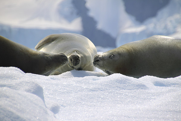 Crabeater Seals Enjoying the Sun Picture Board by Carole-Anne Fooks