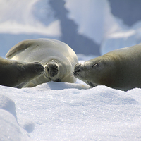 Buy canvas prints of Crabeater Seals Enjoying the Sun by Carole-Anne Fooks