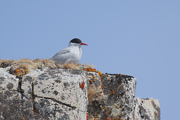 Antarctic Tern Nesting Picture Board by Carole-Anne Fooks