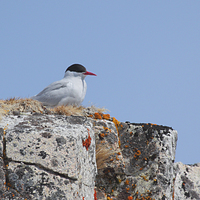 Buy canvas prints of Antarctic Tern Nesting by Carole-Anne Fooks
