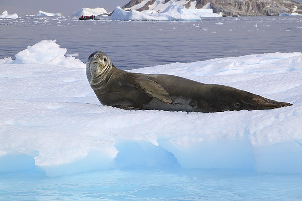 Leopard Seal Resting on an Ice Floe Picture Board by Carole-Anne Fooks