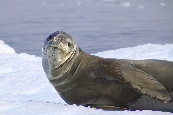 Leopard Seal Resting on an Ice Floe Picture Board by Carole-Anne Fooks