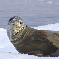 Buy canvas prints of Leopard Seal Resting on an Ice Floe by Carole-Anne Fooks