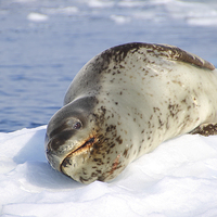 Buy canvas prints of Leopard Seal Lazing After a Meal by Carole-Anne Fooks