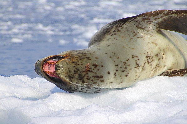 Leopard Seal Lazing After a Meal Picture Board by Carole-Anne Fooks