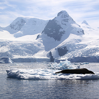 Buy canvas prints of Leopard Seal in the Landscape, Antarctica by Carole-Anne Fooks