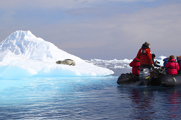 Observing a Leopard Seal Cierva Cove Antarctica Picture Board by Carole-Anne Fooks