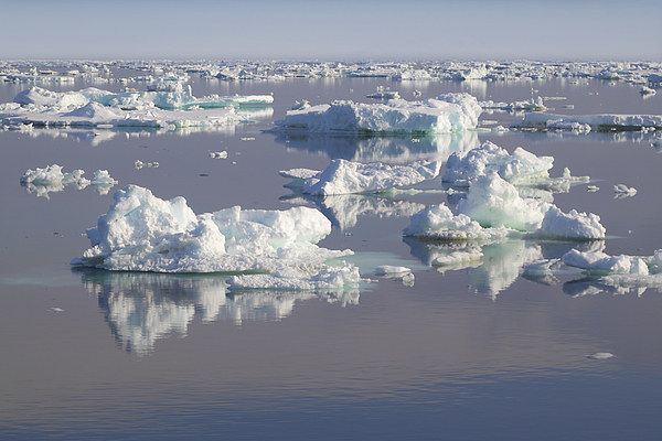 Ice Floes in the Bransfield Straight Antarctica Picture Board by Carole-Anne Fooks