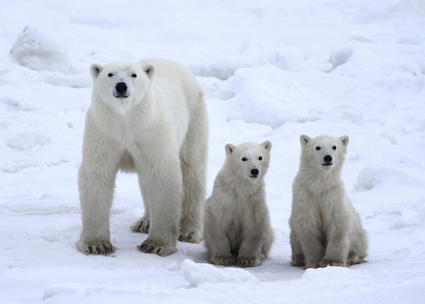 Family Portrait #1 - Polar Bears Picture Board by Carole-Anne Fooks