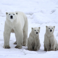 Buy canvas prints of Family Portrait #1 - Polar Bears by Carole-Anne Fooks