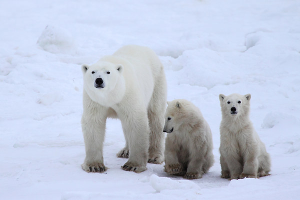 Family Portrait #2 - Polar Bears Picture Board by Carole-Anne Fooks