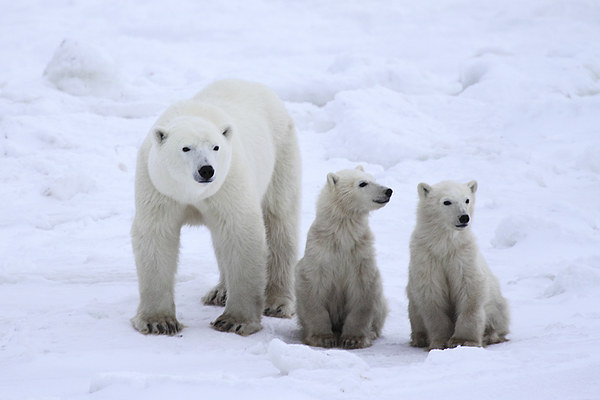 Family Portrait #3 - Polar Bears Picture Board by Carole-Anne Fooks