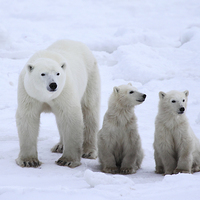 Buy canvas prints of Family Portrait #3 - Polar Bears by Carole-Anne Fooks