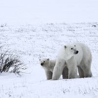 Buy canvas prints of Polar Bears On The Tundra by Carole-Anne Fooks