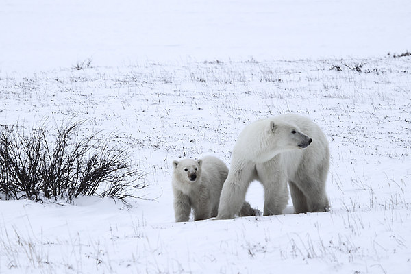 Polar Bears On The Tundra Picture Board by Carole-Anne Fooks