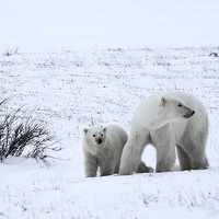 Buy canvas prints of Polar Bears On The Tundra by Carole-Anne Fooks