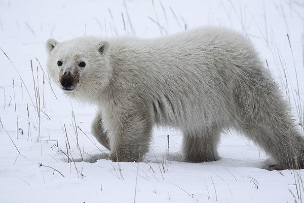 Polar Bear Cub Picture Board by Carole-Anne Fooks