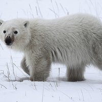 Buy canvas prints of Polar Bear Cub by Carole-Anne Fooks