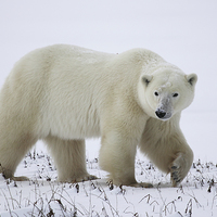 Buy canvas prints of Large Prowling Polar Bear by Carole-Anne Fooks