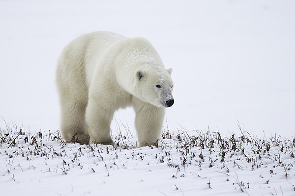 Prowling Polar Bear Picture Board by Carole-Anne Fooks
