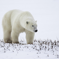 Buy canvas prints of Prowling Polar Bear by Carole-Anne Fooks