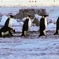 Buy canvas prints of Emperor Penguins Coming Home by Carole-Anne Fooks