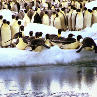 Buy canvas prints of Emperor Penguins Going Fishing by Carole-Anne Fooks
