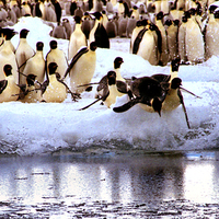 Buy canvas prints of Emperor Penguins Going Fishing by Carole-Anne Fooks