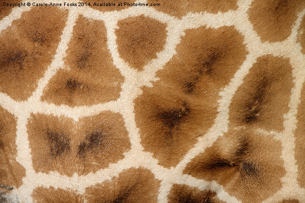 Rothschilds Giraffe Hide Picture Board by Carole-Anne Fooks
