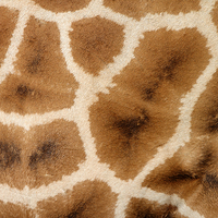 Buy canvas prints of Rothschilds Giraffe Hide by Carole-Anne Fooks