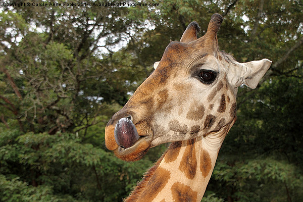 Rothschilds Giraffe Portrait, Nairobi, Kenya Picture Board by Carole-Anne Fooks