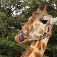 Buy canvas prints of Rothschilds Giraffe Portrait, Nairobi, Kenya by Carole-Anne Fooks