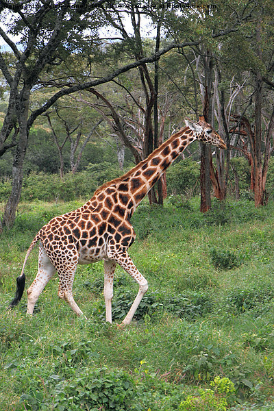 Rothschilds Giraffe In The Bush, Kenya Picture Board by Carole-Anne Fooks