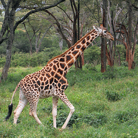 Buy canvas prints of Rothschilds Giraffe In The Bush, Kenya by Carole-Anne Fooks