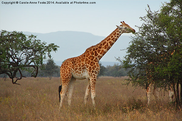 Rothschilds Giraffes Feeding, Lake nakuru, Kenya Picture Board by Carole-Anne Fooks