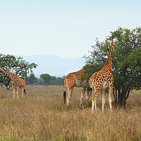 Buy canvas prints of Rothschilds Giraffes Feeding, Lake nakuru, Kenya by Carole-Anne Fooks