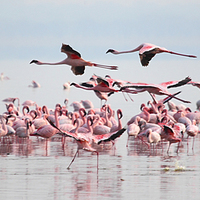Buy canvas prints of Fly Past, Lesser Flamingos, Lake Nakuru, Kenya by Carole-Anne Fooks