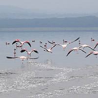 Buy canvas prints of Taking Off, Lesser Flamingos, Lake Nakuru, Kenya by Carole-Anne Fooks