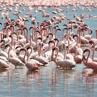 Buy canvas prints of Flamingos and Flamingos..... by Carole-Anne Fooks