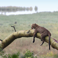 Buy canvas prints of Leopard in the Rain, Lake Nakuru, Kenya by Carole-Anne Fooks