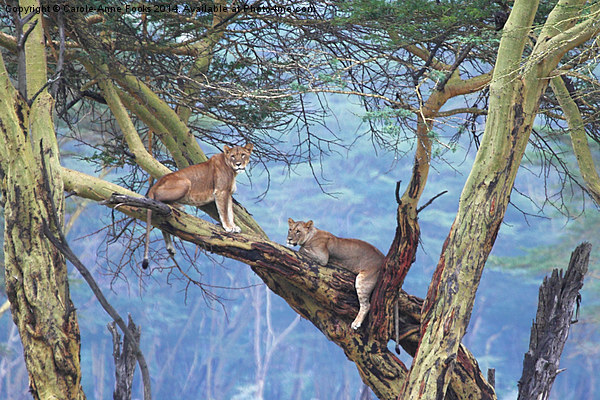 Young Lions in a Tree Picture Board by Carole-Anne Fooks