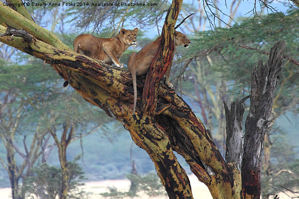 Young Lions in a Tree Picture Board by Carole-Anne Fooks
