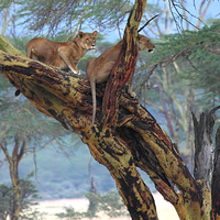 Buy canvas prints of Young Lions in a Tree by Carole-Anne Fooks
