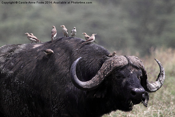 African Buffalo with Oxpeckers Picture Board by Carole-Anne Fooks