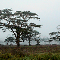 Buy canvas prints of Foggy Morning, Lake Nakuru, Kenya by Carole-Anne Fooks