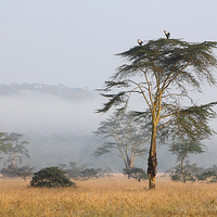 Buy canvas prints of Morning Ritual in the Fog. Lake Nakuru, Kenya. by Carole-Anne Fooks