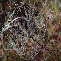 Buy canvas prints of Spider Web with Water Doplets on a Foggy Morning by Carole-Anne Fooks