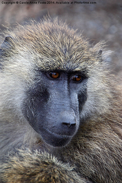 Olive Baboon Portrait Picture Board by Carole-Anne Fooks