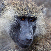 Buy canvas prints of Olive Baboon Portrait by Carole-Anne Fooks