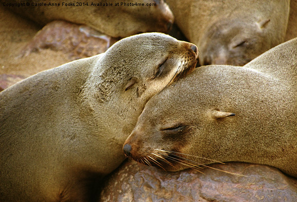 Cuddling Cousins - Cape Fur Seals Picture Board by Carole-Anne Fooks
